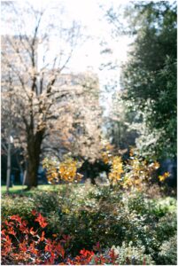Washington DC Engagement Photos, Engagement Photos in DC, Engagement Photographer Washington DC