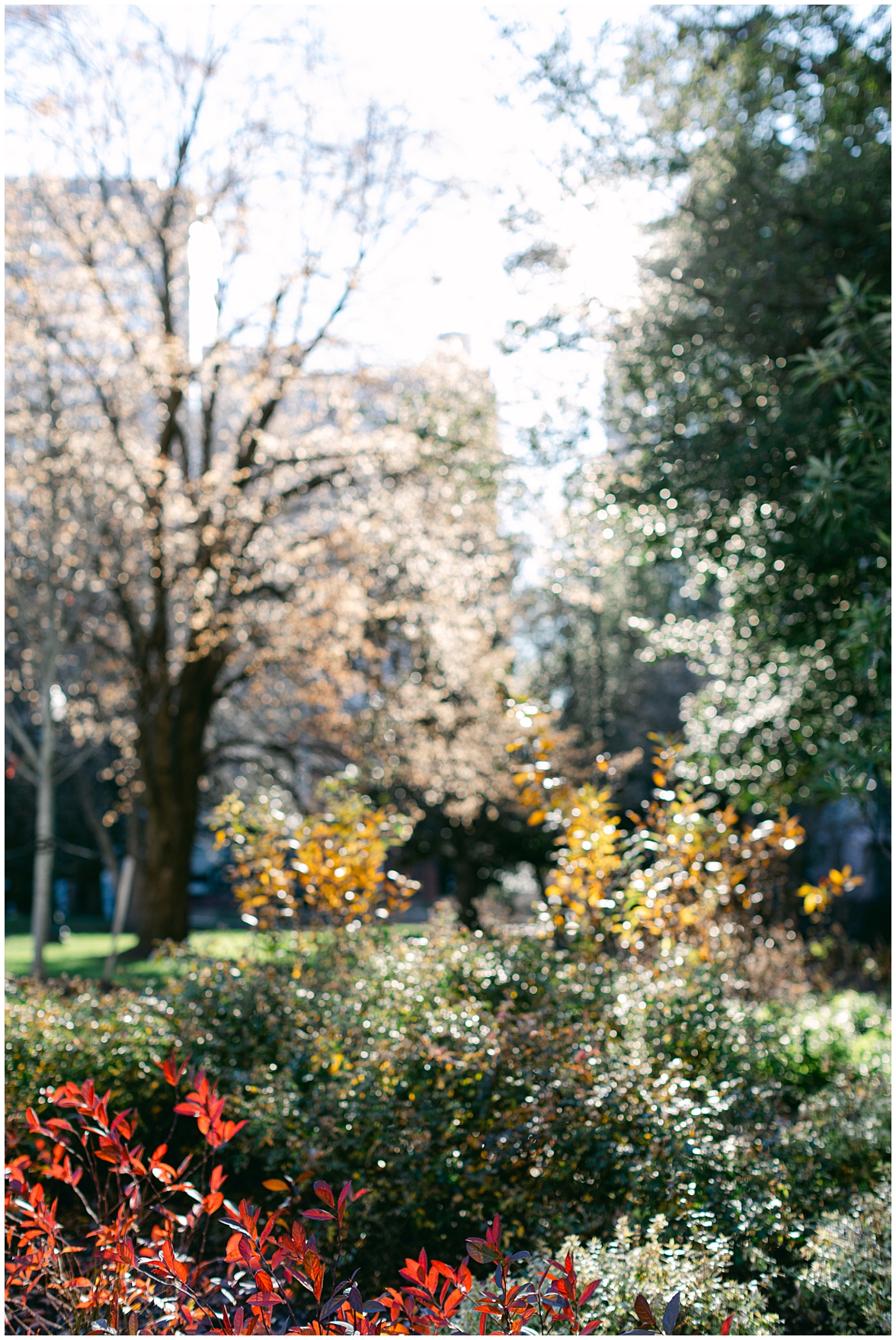 Washington DC Engagement Photos, Engagement Photos in DC, Engagement Photographer Washington DC